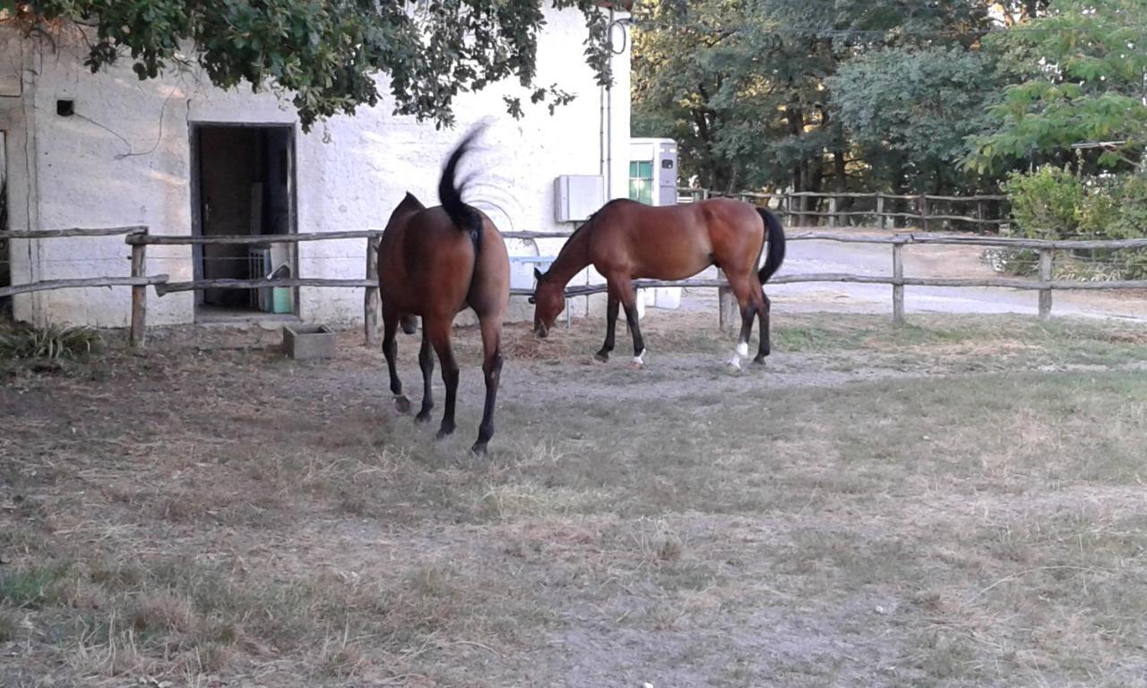 Villa Ferme Equestre Des Abrons Pailloles Exterior foto